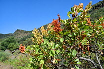 Vinegrera / Canary island sorrel (Rumex lunaria), endemic to the Canaries, flowering in mountain valley. Gran Canaria UNESCO Biosphere Reserve, Gran Canaria, Canary Islands. June.