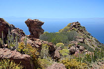 Canary Island spurge / Hercules club (Euphorbia canariensis) stands and other Euphorbias among volcanic rocks in the coastal mountains of the Tamadaba Natural Park. Gran Canaria UNESCO Biosphere Reser...