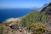 Canary Island spurge / Hercules club (Euphorbia canariensis) stand on volcanic coastal mountains of the Tamadaba Natural Park. Gran Canaria UNESCO Biosphere Reserve, Gran Canaria, Canary Islands. June...