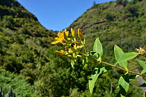 Flowering Canary Islands St.John's wort (Hypericum canariense) in montane Laurel forest / Laurissilva, Los Tilos de Moya, Doramas Rural Park. Gran Canaria UNESCO Biosphere Reserve, Gran Canaria, Canar...
