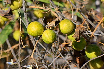 Canary wild melon / Canary bryony (Bryonia verrucosa) fruits. Gran Canaria UNESCO Biosphere Reserve, Gran Canaria, Canary Islands.June.