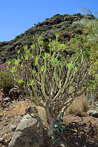 Canary Islands candle plant / Verode / Berode (Kleinia neriifolia = Senecio nerifolia), on a dry hillside, Gran Canaria, Canary Islands, June.