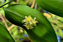 Climbing butcher's broom / Gibalbera (Semele androgyna), a Canaries endemic, flowering from leaf-like flatted stems or cladodes in montane Laurel forest / Laurissilva, Los Tilos de Moya, Doramas Rural...