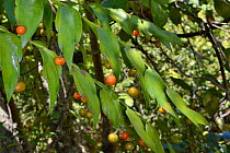 Climbing butcher's broom / Gibalbera (Semele androgyna), with fruit in montane Laurel forest / Laurissilva, Los Tilos de Moya, Doramas Rural Park. Gran Canaria UNESCO Biosphere Reserve, Gran Canaria,...