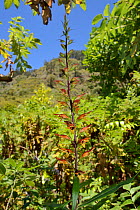 Cresta de gallo / Crestaglallo de Doramas (Isoplexis chalcantha) flowering in montane laurel forest / Laurissilva, los Tilos de Moya, Doramas Rural Park. Gran Canaria UNESCO Biosphere Reserve, Gran Ca...