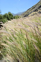 Dense stand of Cat tail / African Fountain grass (Pennisetum setaceum) an Ethiopian species invasive in the Canaries growing in the Tamadaba Natural Park, Gran Canaria UNESCO Biosphere Reserve, Gran C...