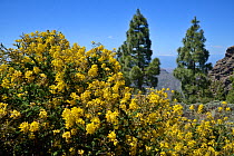 Flowering Gran Canaria broom (Teline microphylla) bushes and stand of Canary Island pines (Pinus canariensis), Gran Canaria UNESCO Biosphere Reserve, Gran Canaria, Canary Islands, May.