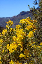 Gran Canaria broom (Teline microphylla) bushes flowering within a UNESCO Biosphere Reserve, near Tejeda. Gran Canaria UNESCO Biosphere Reserve, Gran Canaria, Canary Islands. June.