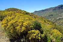 Flowering Gran Canaria broom (Teline microphylla) bushes covering mountain slope.  Gran Canaria UNESCO Biosphere Reserve, Gran Canaria, Canary Islands. May 2016.