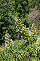 Gran Canaria viper's bugloss/ White tajinaste (Echium decaisnei decaisnei) flowering spikes, Gran Canaria, Canary Islands, May.