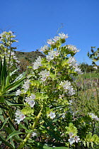 Gran Canaria viper's bugloss / White tajinaste (Echium decaisnei decaisnei) clump flowering, Gran Canaria UNESCO Biosphere Reserve, Gran Canaria, Canary Islands. June.