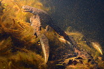 Great crested newt (Triturus cristatus) female aproaching two courting male waving their tails in a pond maintained for newts and other pond life, Mendip Hills, near Wells, Somerset, UK, February. Pho...