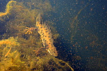 Great crested newt (Triturus cristatus) male in a pond maintained for newts and other pond life surrounded by Water fleas (Daphnia pulex), a major prey item, Mendip Hills, near Wells, Somerset, UK, Fe...