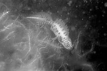 Great crested newt (Triturus cristatus) male in a pond maintained for newts and other pond life, photographed at night in infra red light, Mendip Hills, near Wells, Somerset, UK, February. Photographe...