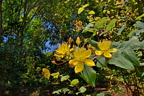 Large-leaved St John's wort (Hypericum grandifolium), endemic to the Canaries and Madeira, flowering in montane Laurel forest / Laurissilva, Los Tilos de Moya, Doramas Rural Park, Gran Canaria, Canary...