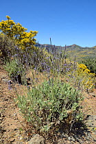 A Canaraian endemic species of Lavender (Lavandula minutolii) flowering, near Tejeda, Gran Canaria UNESCO Biosphere Reserve, Gran Canaria. Canary Islands. May.