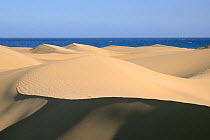 Extensive coastal sand dunes, Maspalomas, Gran Canaria UNESCO Biosphere Reserve, Gran Canaria. Canary Islands. May 2016.
