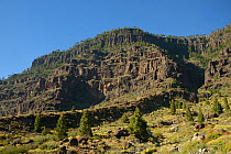 Montana del Viso, a volcanic mountain shrouded in Canary Island pines (Pinus canariensis) within the Inagua Natural Park a Unesco Biosphere Reserve near San Nicolas de Tolentino. Gran Canaria UNESCO B...