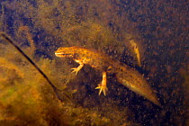 Palmate newt (Lissotriton helveticus) male in a pond maintained for newts and other pond life surrounded by Water fleas (Daphnia pulex), a major prey item, Mendip Hills, near Wells, Somerset, UK, Febr...