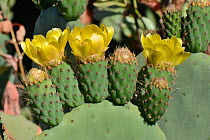 Prickly pear cactus / Barbary fig (Opuntia ficus-indica / Opuntia maxima) flowers, Gran Canaria UNESCO Biosphere Reserve, Gran Canaria. Canary Islands, June.