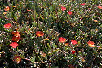 Carpet of Red ice plant / Coppery mesembryanthemum (Malephora crocea), a South African species, flowering on coastal rocks, Mirador el Paso Marinero, Tamadaba Natural Park, Gran Canaria UNESCO Biosphe...