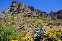 Gran Canaria broom (Teline microphylla) bushes flowering and a Century plant (Agave americana) below Roque Nublo, a volcanic basaltic monolith. Gran Canaria UNESCO Biosphere Reserve, Gran Canaria. Can...