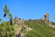 Roque Nublo and other volcanic basaltic monoliths on the Tablon Nublo plateau, within a UNESCO Biosphere Reserve, Gran Canaria, flanked by Canary Island pines (Pinus canariensis), near Tejeda, May 201...