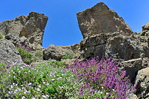 Canaries endemics Mountain scabious (Pterocephalus dumetorum) and Canary island sage (Salvia canariensis) flowering below El Rana and Roque Nublo, volcanic basaltic monoliths on the Tablon Nublo plate...