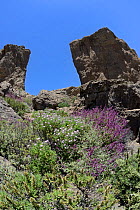 Canaries endemics Mountain scabious (Pterocephalus dumetorum) and Canary island sage (Salvia canariensis) flowering below El Rana and Roque Nublo, volcanic basaltic monoliths on the Tablon Nublo plate...