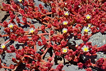 Carpet of Slenderleaf iceplant (Mesembryanthemum nodiflorum) flowers on coastal rocks, Playa del Risco, Tamadaba Natural Park,  Gran Canaria UNESCO Biosphere Reserve, Gran Canaria. Canary Islands, Jun...
