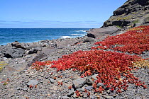 Clumps of Slenderleaf iceplant (Mesembryanthemum nodiflorum) on upper shore, Playa del Risco, Tamadaba Natural Park, Gran Canaria UNESCO Biosphere Reserve, Gran Canaria. Canary Islands, June.