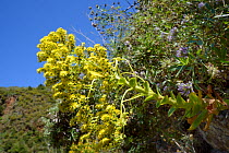 Stalked Aeonium / Tree houseleek (Aeonium undulatum)  flowering in montane Laurel forest / Laurissilva, Los Tilos de Moya, Doramas Rural Park. Gran Canaria UNESCO Biosphere Reserve, Gran Canaria. Cana...