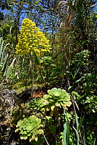 Stalked Aeonium / Tree houseleek (Aeonium undulatum)  flowering in montane Laurel forest / Laurissilva, Los Tilos de Moya, Doramas Rural Park. Gran Canaria UNESCO Biosphere Reserve, Gran Canaria. Cana...