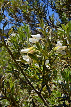 Tree lucerne / Tagasaste (Cytisus proliferus), a Canaries endemic, flowering within a UNESCO Biosphere Reserve, near Tejeda, Gran Canaria, May.