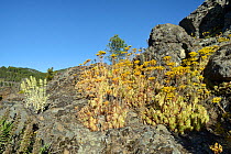 Gran Canaria endemic plants, Mountain ironwort (Sideritis dasygnaphala / Leucophae dasygnaphala) and Aeonium / Tree houseleek (Aeonium simsii) growing among volcanic rocks within. Gran Canaria UNESCO...