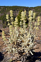 Mountain ironwort/ White sage / Mountain tea (Sideritis dasygnaphala / Leucophae dasygnaphala) a Gran canaria endemic, flowering in volcanic uplands, Gran Canaria, May.