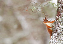 Red Squirrel (sciurus vulgaris) in winter hanging from trunk of Oak tree, Cairngorms National Park, Highlands, Scotland, UK, January.