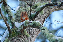 Red squirrel (Sciurus vulgaris) sitting on lichen and snow covered Oak branch, Cairngorms National Park, Highlands, Scotland, UK, December 2015.