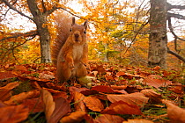 Red Squirrel (Sciurus vulgaris) in leaf litter in autumnal woodland, Highlands, Cairngorms National Park, Scotland, UK, October 2015.