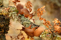 Red squirrels (Sciurus vulgaris) interacting, Cairngorms National Park, Highlands, Scotland, UK, January.