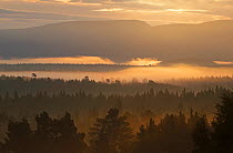 Looking over Rothiemurchus ancient Caledonian pine forest at dawn. Cairngorms National Park, Highlands, Scotland, UK, September 2015.