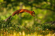 Red Squirrel (Sciurus vulgaris) leaping between tree stumps, Cairngorms National Park, Highlands, Scotland, UK. Sequence 2 of 3.