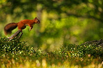 Red Squirrel (Sciurus vulgaris) leaping between tree stumps, Cairngorms National Park, Highlands, Scotland, UK. Sequence 1 of 3.