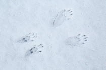 Red Squirrel (Sciurus vulgaris) foot prints in snow, Cairngorms National Park, Highlands, Scotland, UK, January.