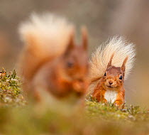 Red squirrel (Sciurus vulgaris) watching another. Cairngorms National Park ,Highlands, Scotland, UK, April.