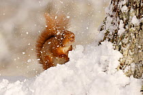 Red squirrel (Sciurus vulgaris) hit by falling snow, Cairngorms National Park, Highlands, Scotland, UK, March.