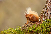 Red Squirrel (Sciurus vulgaris) scratching,  Cairngorms National Park, Highlands, Scotland, UK, May.