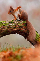 Red Squirrel (Sciurus vulgaris) scratching, Cairngorms National Park, Highlands, Scotland, UK, December.
