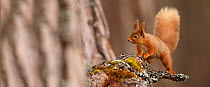 Red Squirrel (Sciurus vulgaris) in mature pine forest habitat,  Cairngorms National Park, Highlands, Scotland, UK, April.