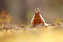 Red Squirrel (Scuirus vulgaris) feeding sitting pine cone covered forest floor, Cairngorms National Park, Highlands, Scotland, UK